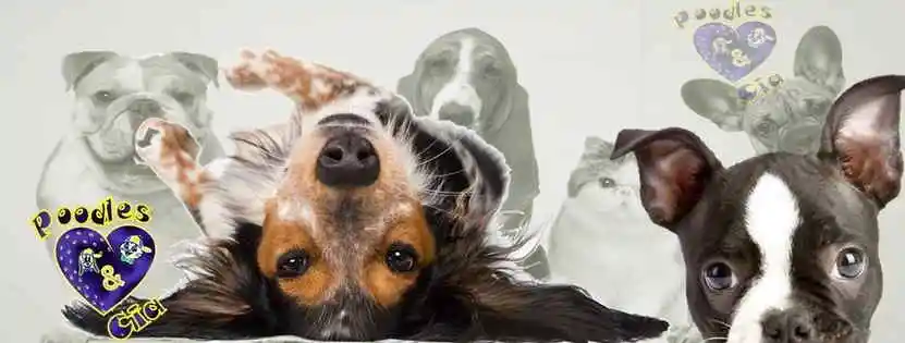 Poodles e Cia - Arapiraca - Alagoas