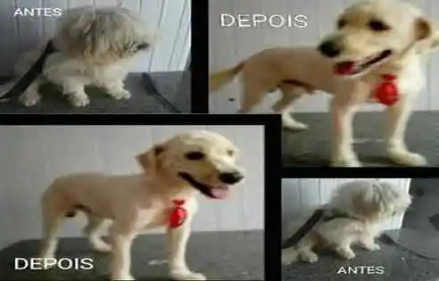 Bichos e Caprichos - Igaci, AL