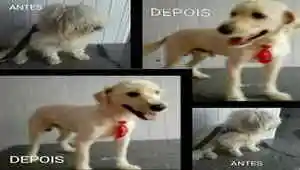 Bichos e Caprichos - Igaci, AL