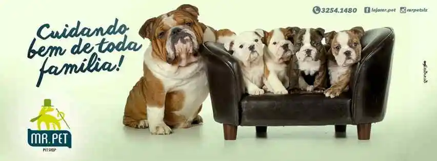 Mr. Pet - São Luís, MA