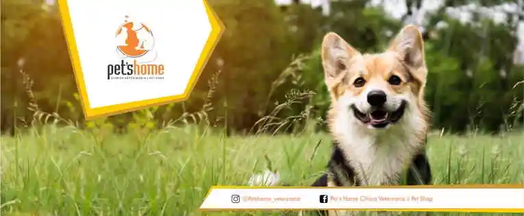 Pets Home - São Luís, MA