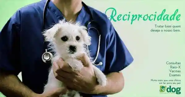 Veterinaria Ddog Pet Shop - São Luís, MA