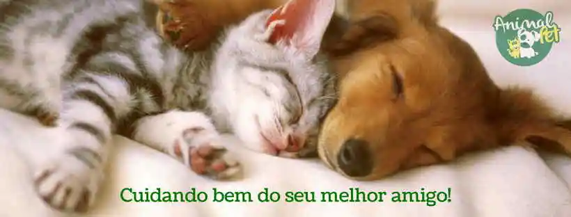 Animal Pet BH - Belo Horizonte, MG