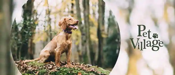 Pet Shop Village BH - Belo Horizonte, MG