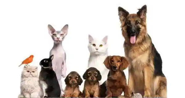 Nunes Racoes Milho e Animais | Canaã dos Carajás - PA