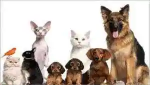 Nunes Racoes Milho e Animais | Canaã dos Carajás - PA