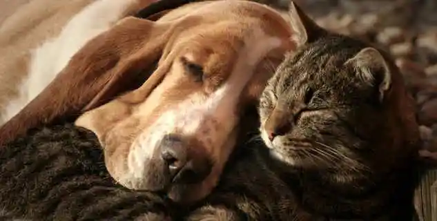 Pet Shop Planeta Animal | Canaã dos Carajás - PA