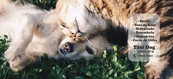 Acãochegatos - Centro de Estética, Suzano, SP